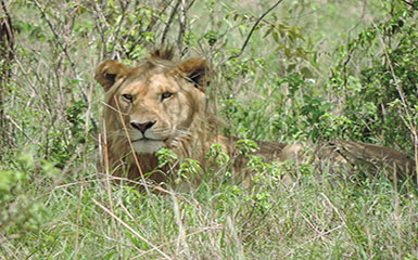 Tanzania Lodge Safaris Tanzania Lodge Safaris