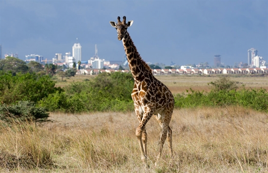 Nairobi Excursions Nairobi Excursions