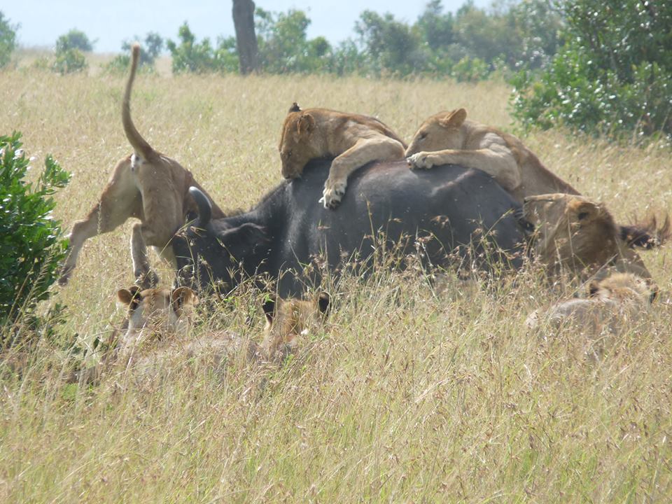 Tanzania Adventure Safaris Tanzania Adventure Safaris