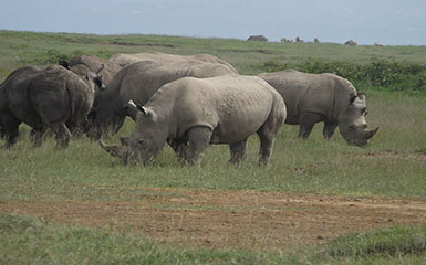 Tanzania Lodge Safaris Tanzania Lodge Safaris
