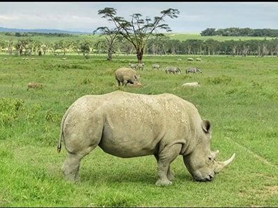 Kenya Luxury Lodge safaris Kenya Luxury Lodge safaris