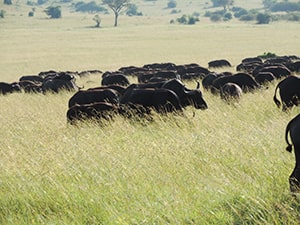 Africa Home Adventure