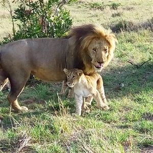 Tanzania Lodge Safaris Tanzania Lodge Safaris