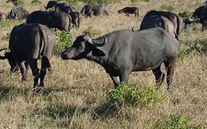 Africa Home Adventure
