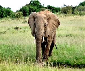 Mout Kenya Climbing Tours