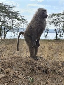 Kenya Luxury Lodge safaris Kenya Luxury Lodge safaris