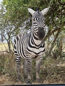 Kenya Luxury Lodge safaris Kenya Luxury Lodge safaris