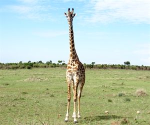 Kenya Luxury Lodge safaris Kenya Luxury Lodge safaris