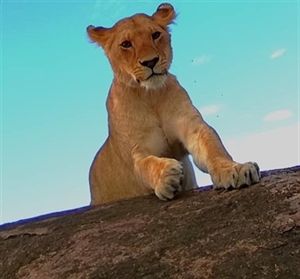 Tanzania Lodge Safaris Tanzania Lodge Safaris
