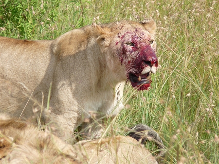 Kenya Luxury Lodge safaris Kenya Luxury Lodge safaris