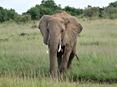 Kenya Luxury Lodge safaris Kenya Luxury Lodge safaris