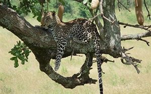 Africa Home Adventure