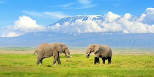 Africa Home Adventure
