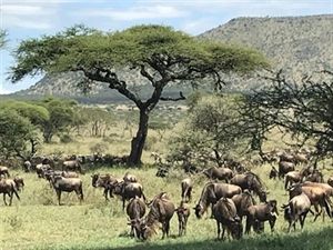 Africa Home Adventure
