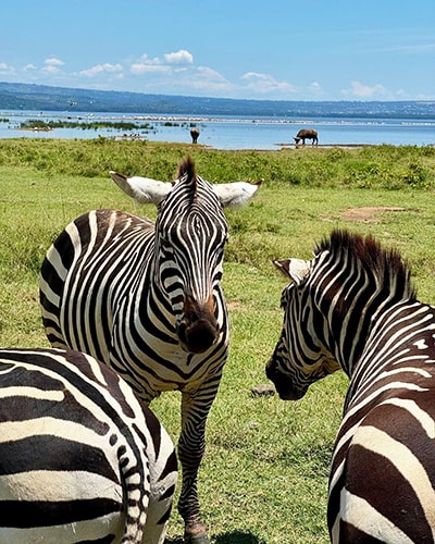 Kenya Luxury Lodge safaris Kenya Luxury Lodge safaris