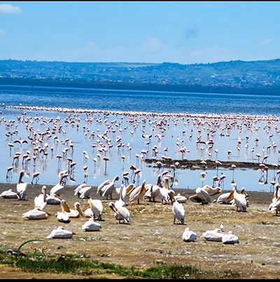 Kenya Luxury Lodge safaris Kenya Luxury Lodge safaris