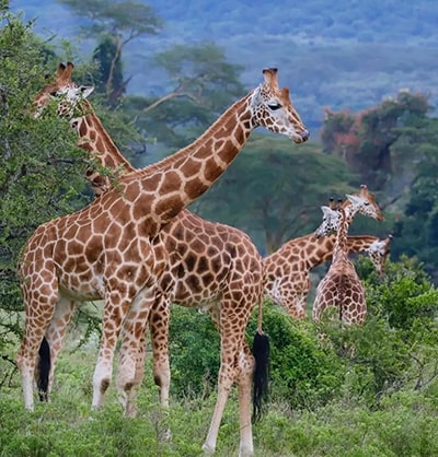 Kenya Luxury Lodge safaris Kenya Luxury Lodge safaris