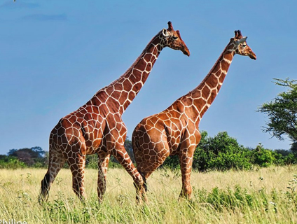 Kenya Luxury Lodge safaris