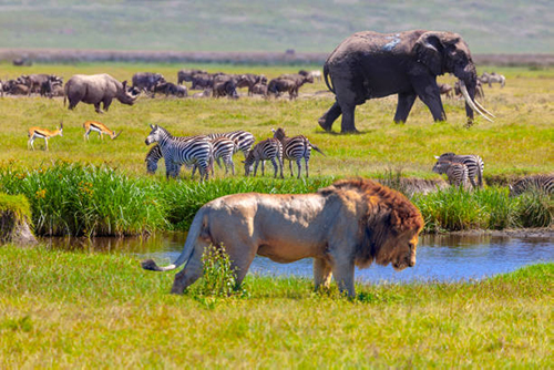 Tanzania Lodge Safaris Tanzania Lodge Safaris