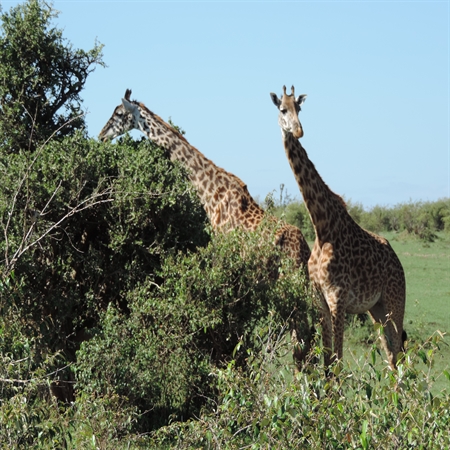 Kenya Luxury Lodge safaris Kenya Luxury Lodge safaris