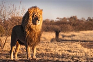 Kenya Luxury Lodge safaris Kenya Luxury Lodge safaris