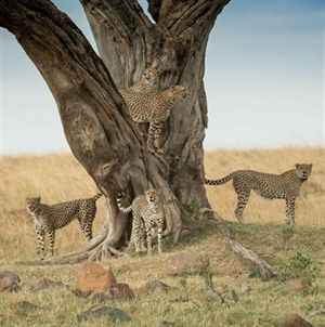 Tanzania Lodge Safaris Tanzania Lodge Safaris