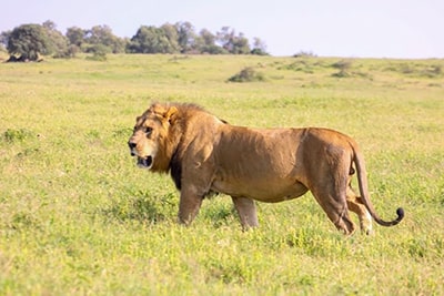 Kenya Luxury Lodge safaris Kenya Luxury Lodge safaris