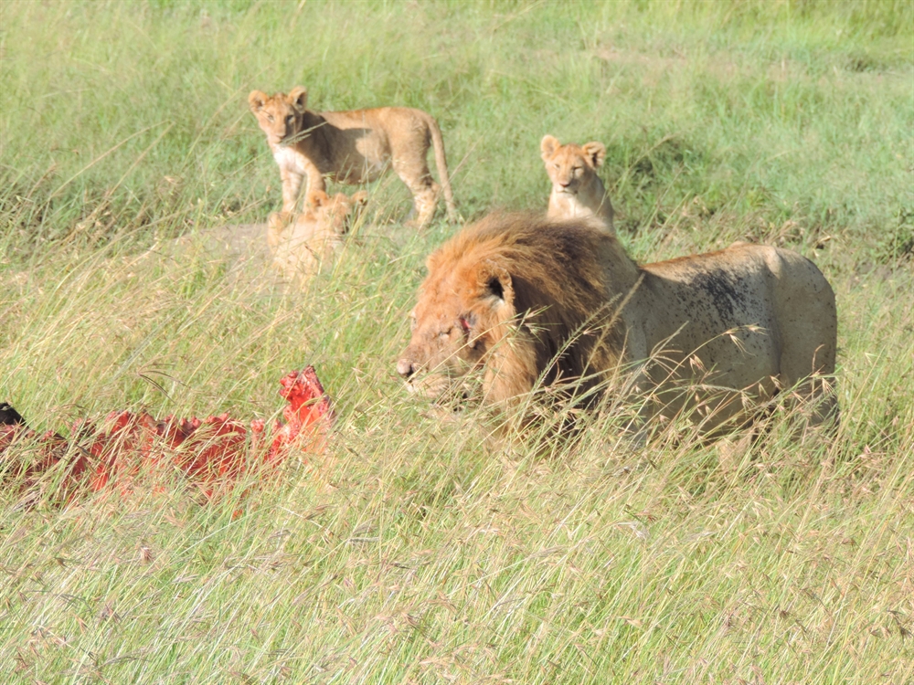 Enchoro Wildlife Camp